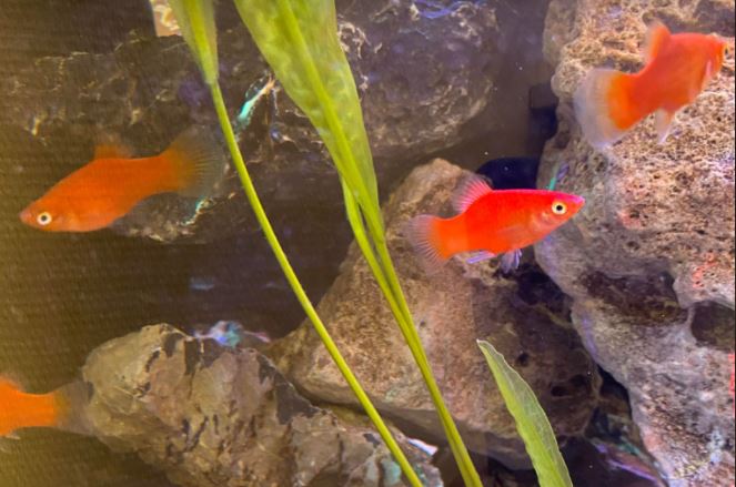 Fiskar I Akvariet Hos Urologen I Helsingborg (1)