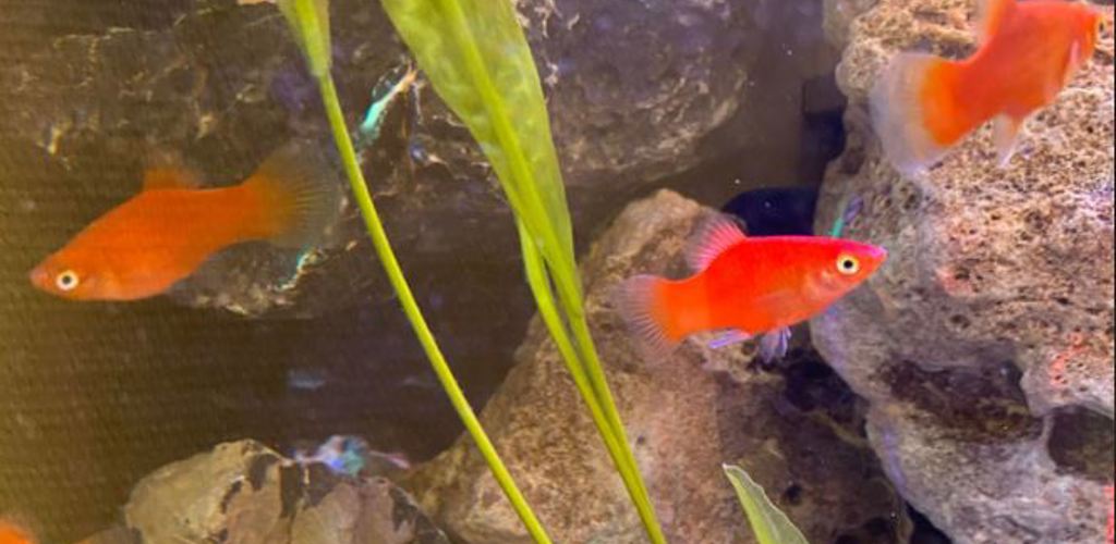 Fiskar I Akvariet Hos Urologen I Helsingborg (1)