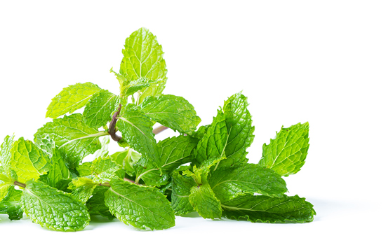 Vecteezy Mint Leaves 22922347