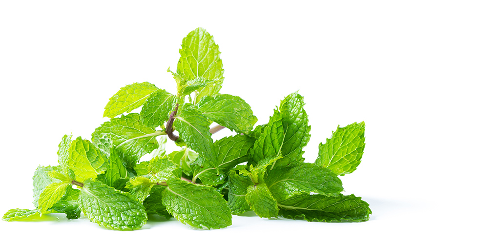 Vecteezy Mint Leaves 22922347
