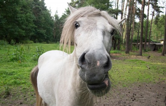 Lunchtrav Romme 2025 06 05