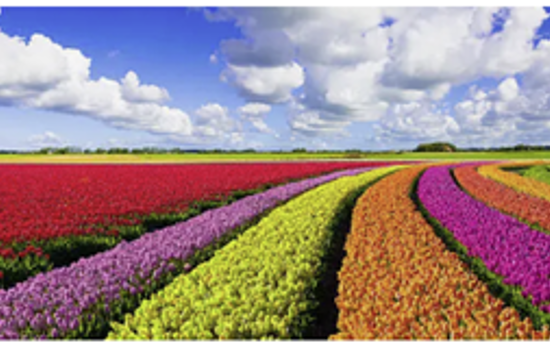 Medloemsbrev Våren 2025