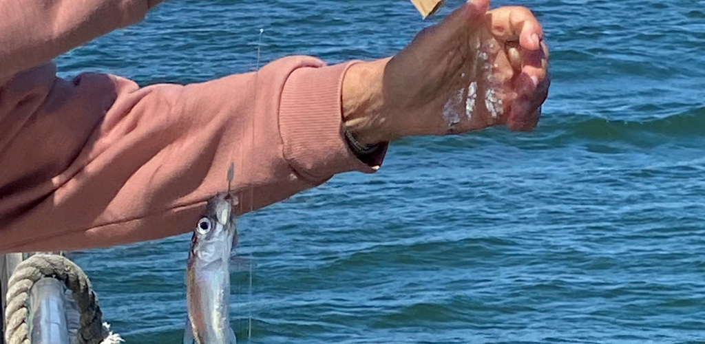 Strömmingsfångst 2 (1)