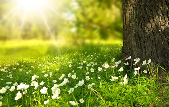 Våräng med vita blommor och en trädstam i solljus