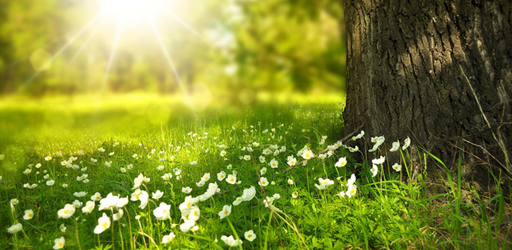 Våräng med vita blommor och en trädstam i solljus
