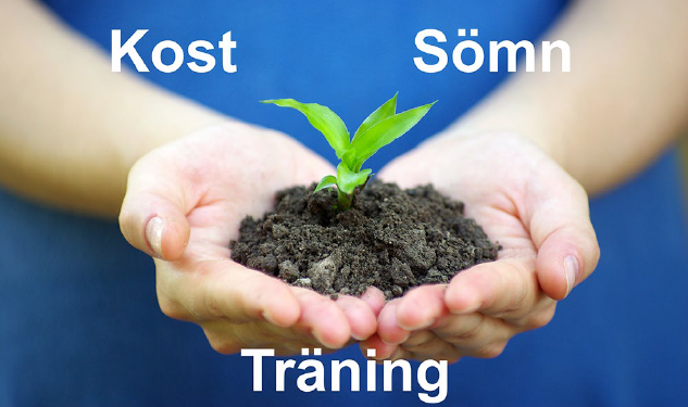 Bild på persons händer med en växt