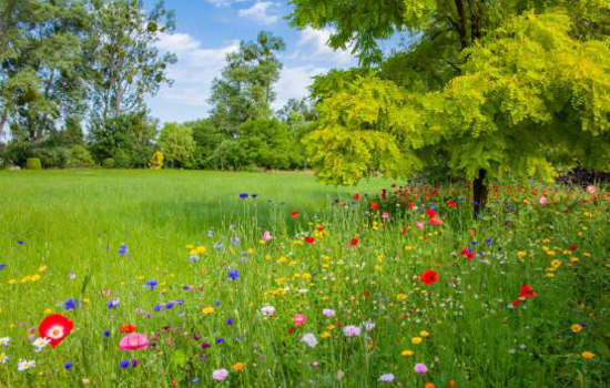 Pcf Dalarna Medlemsbrev Sommaren 2024 (1)