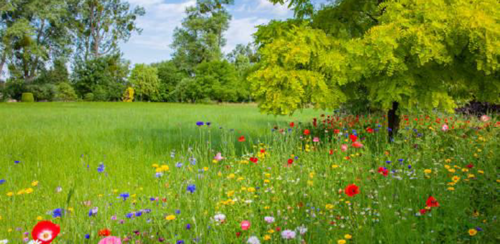 Pcf Dalarna Medlemsbrev Sommaren 2024 (1)